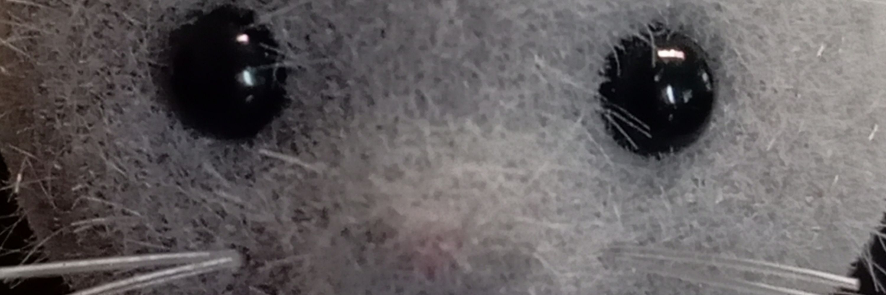 Aco