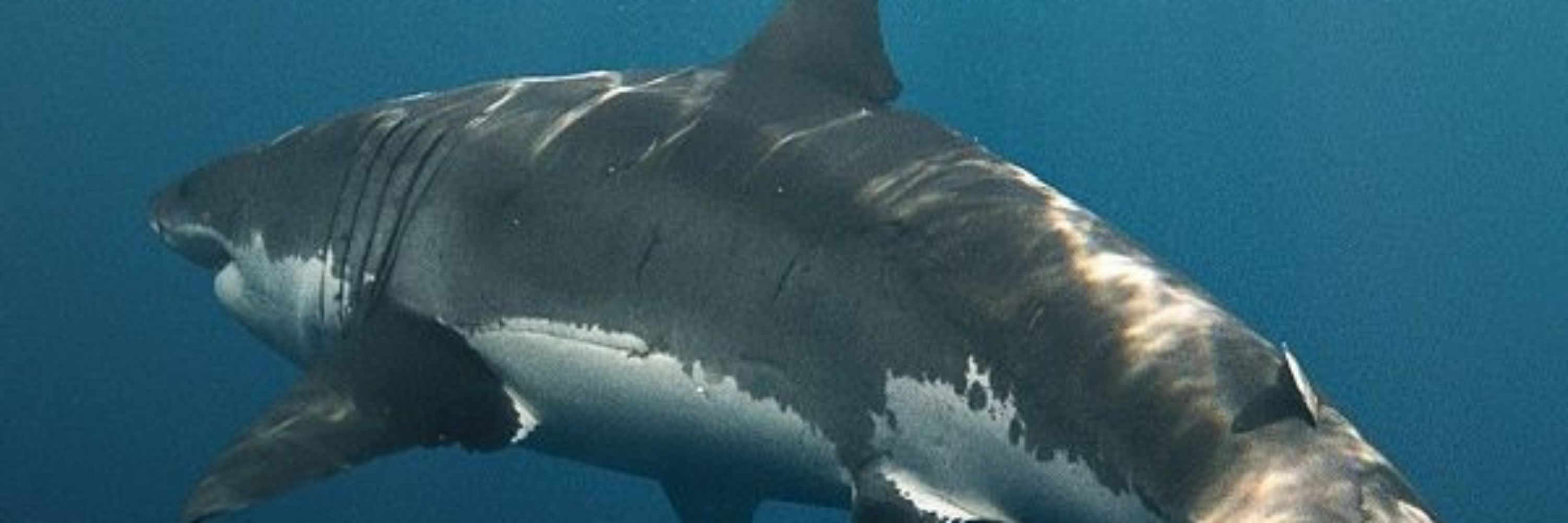 yukii🦈