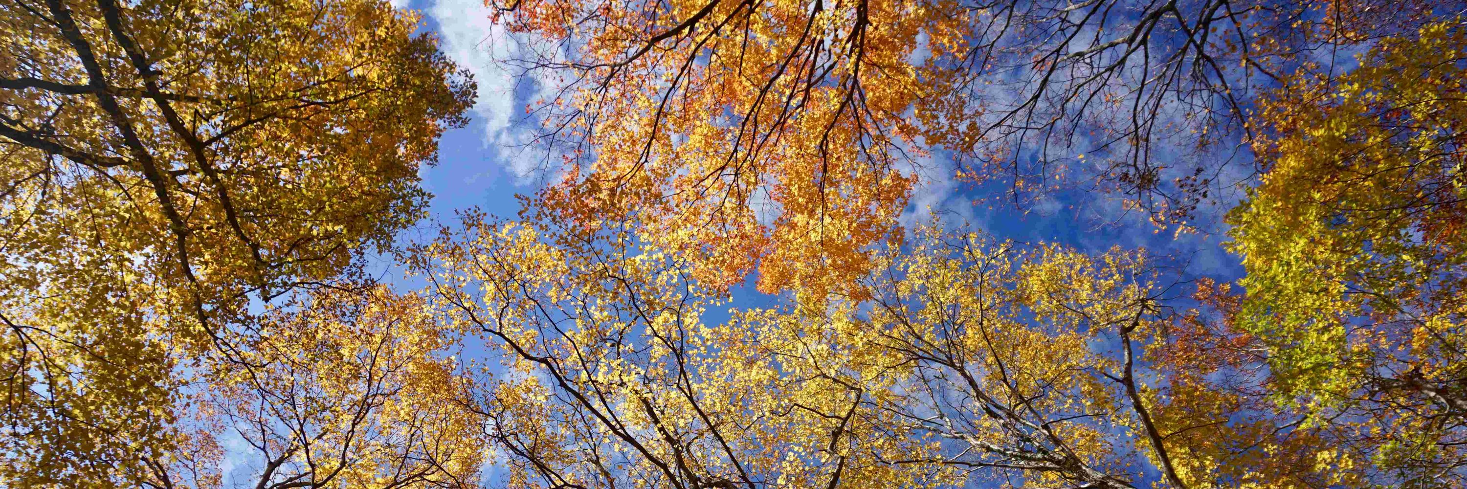 Standing Trees