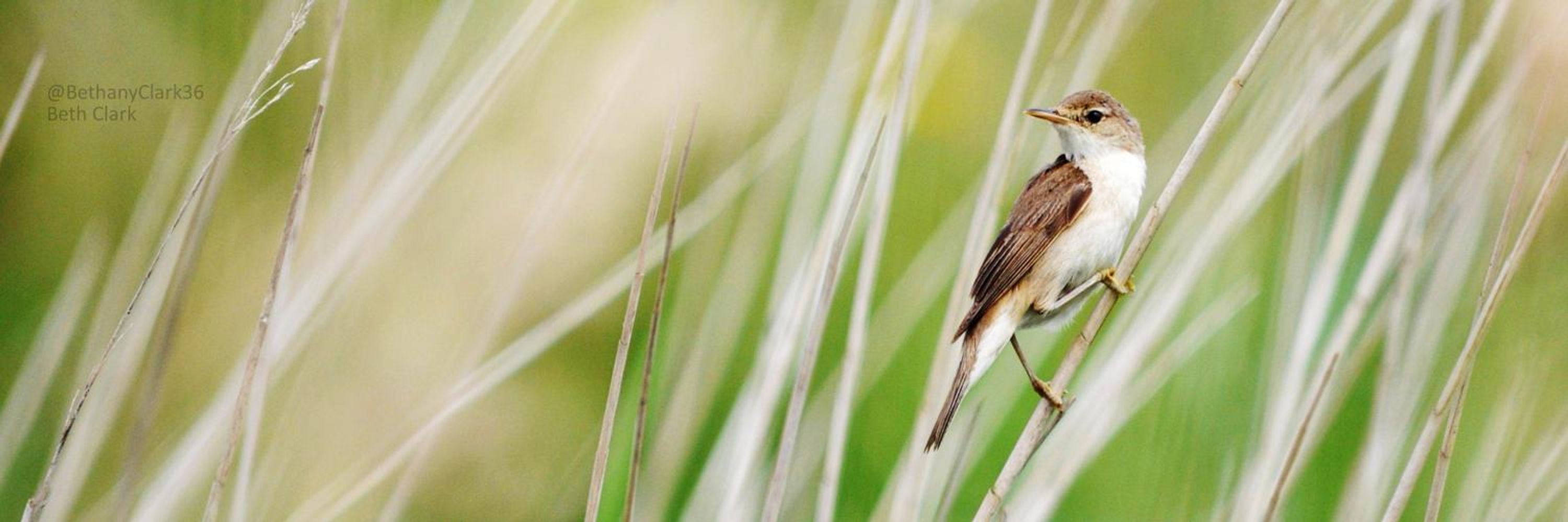 Society for Conservation Biology - Europe