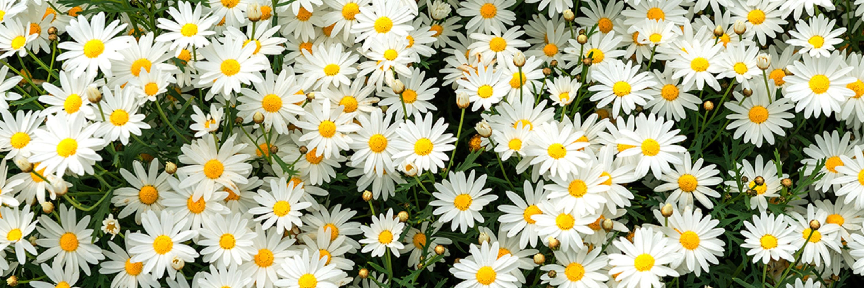 Isa 🌼