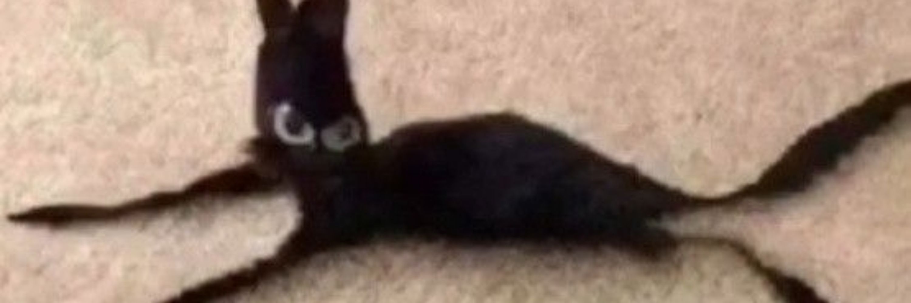 t.