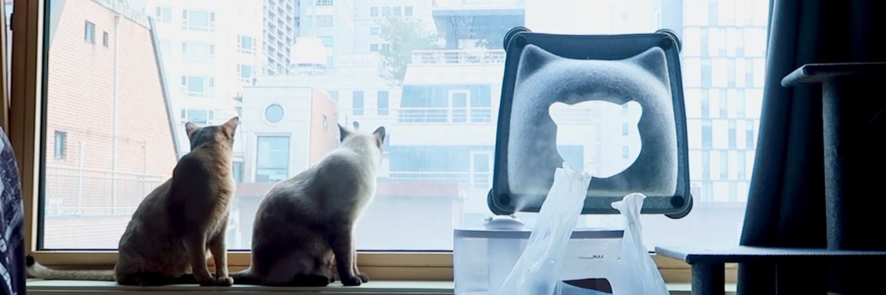 น. 🧸🐈‍⬛⋆｡˚