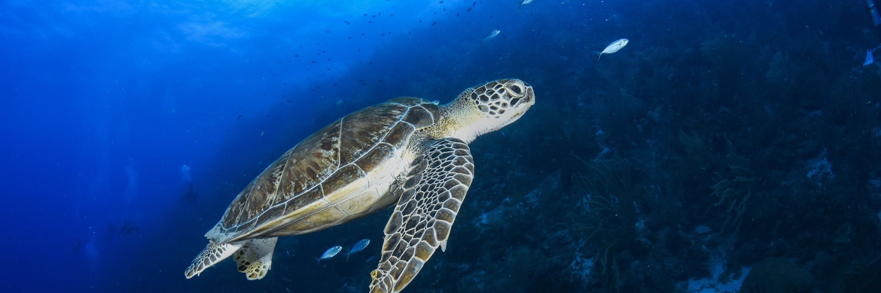 Dive Curaçao