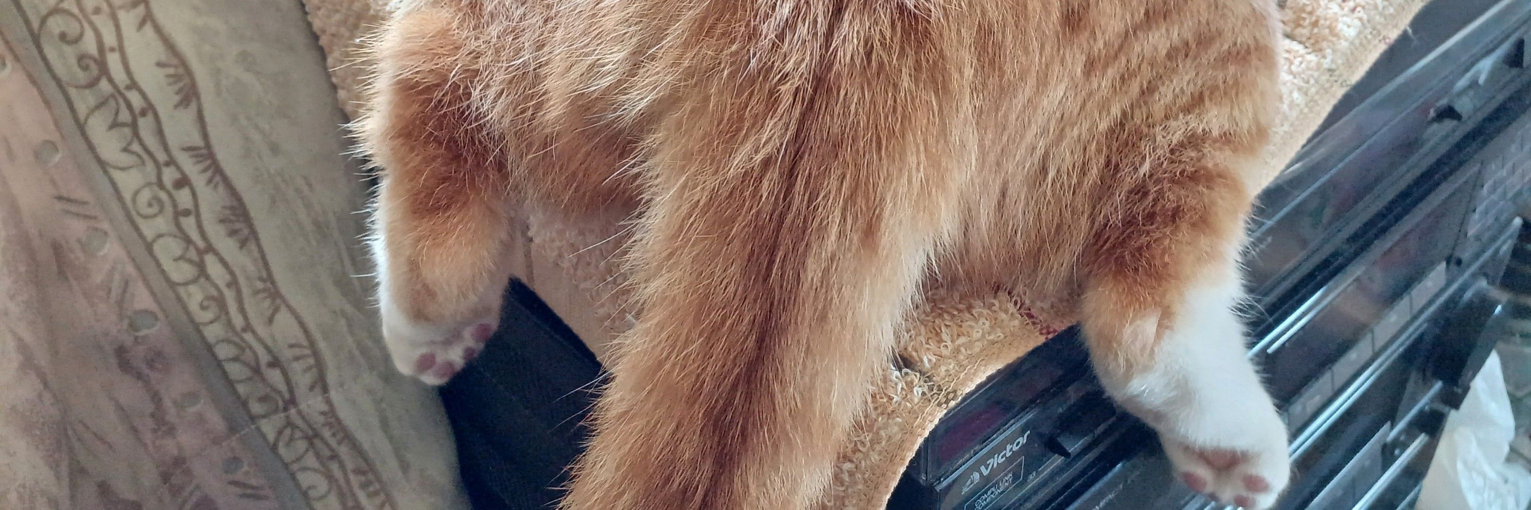 ｵᝰﾒ
