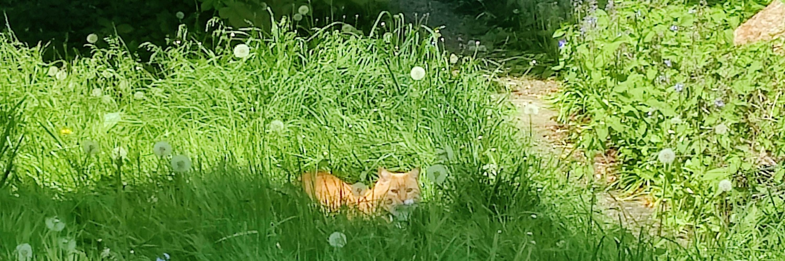 Sunny