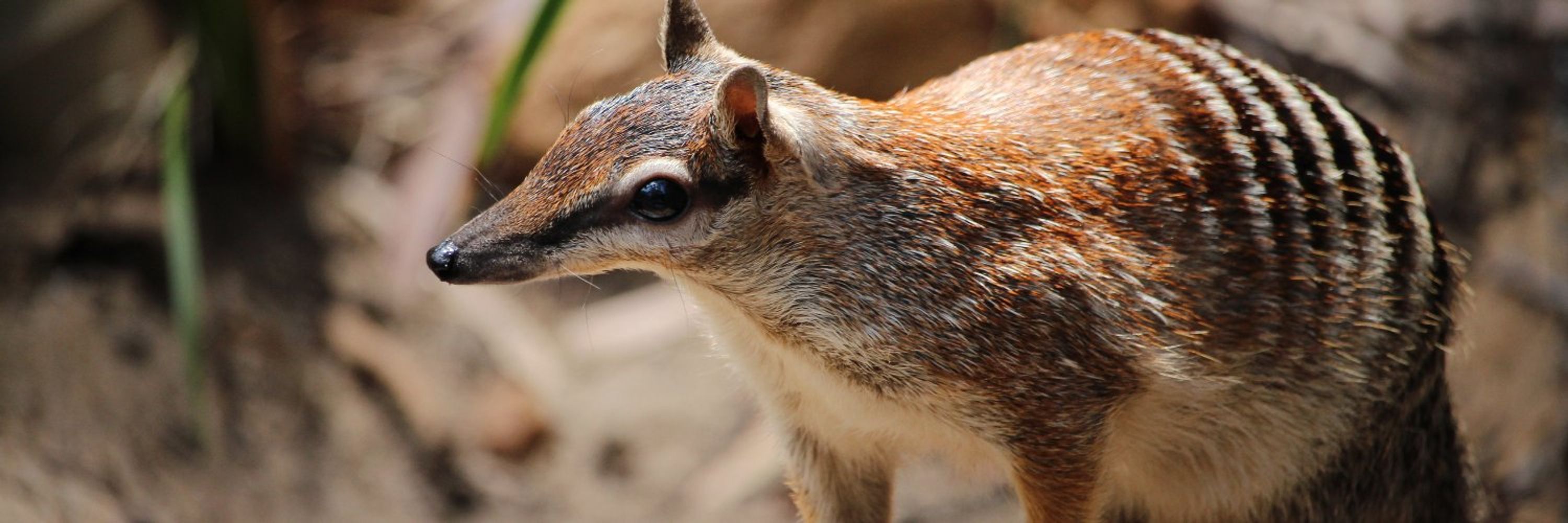 Threatened Species Index