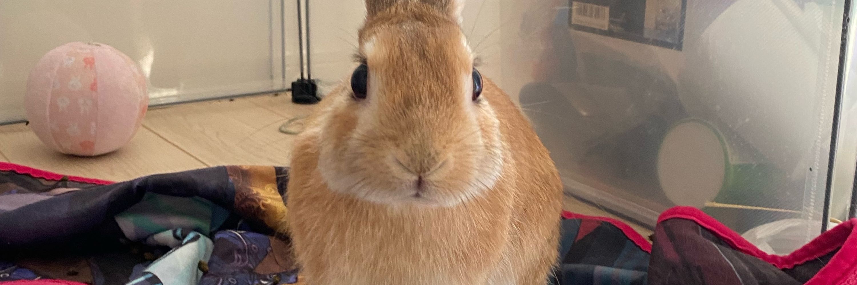 ユッケ食べない