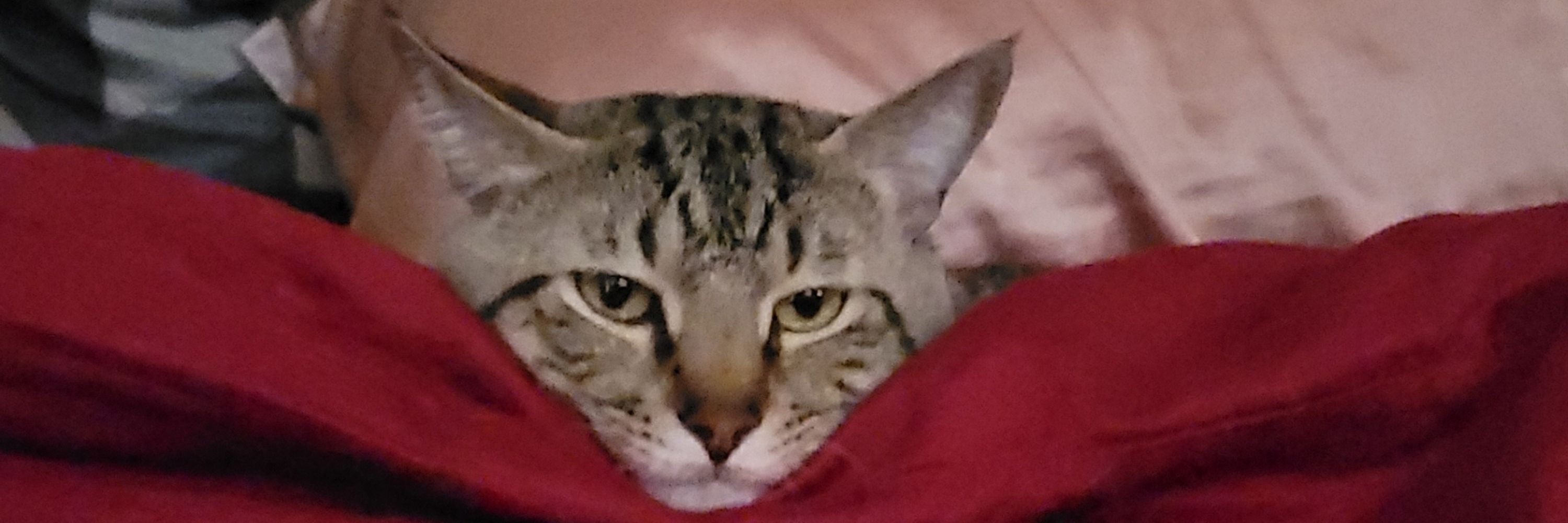 spookibatkat 🎃🦇🐈‍⬛