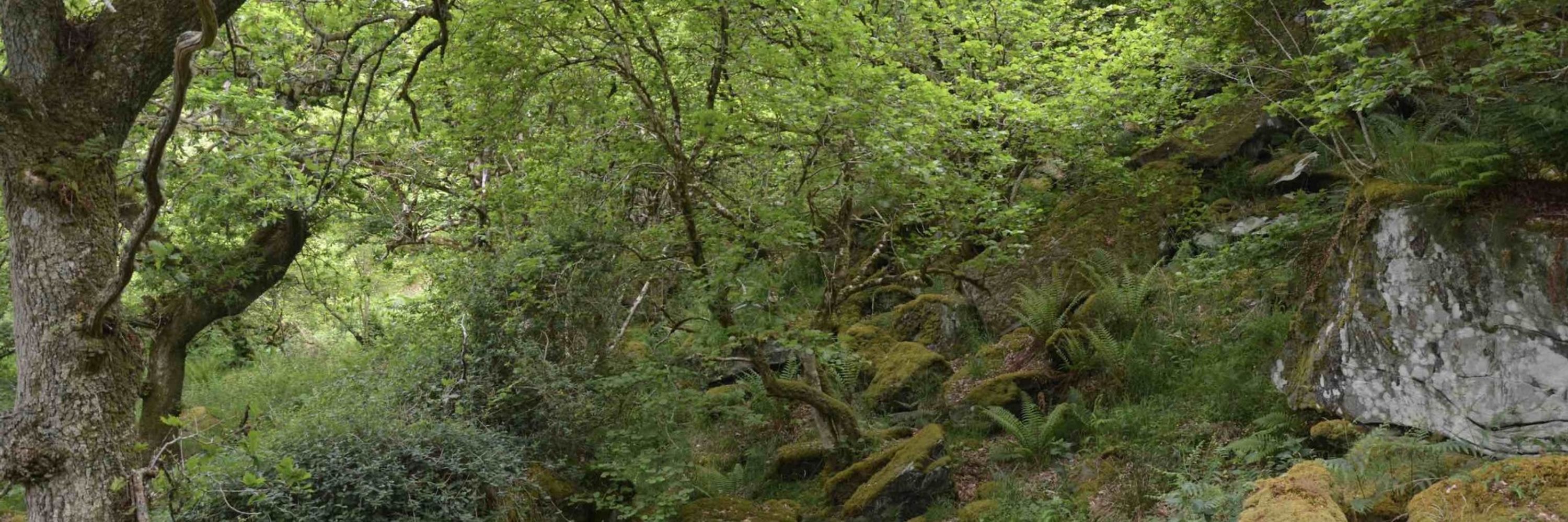 Ferry Wood 🌿