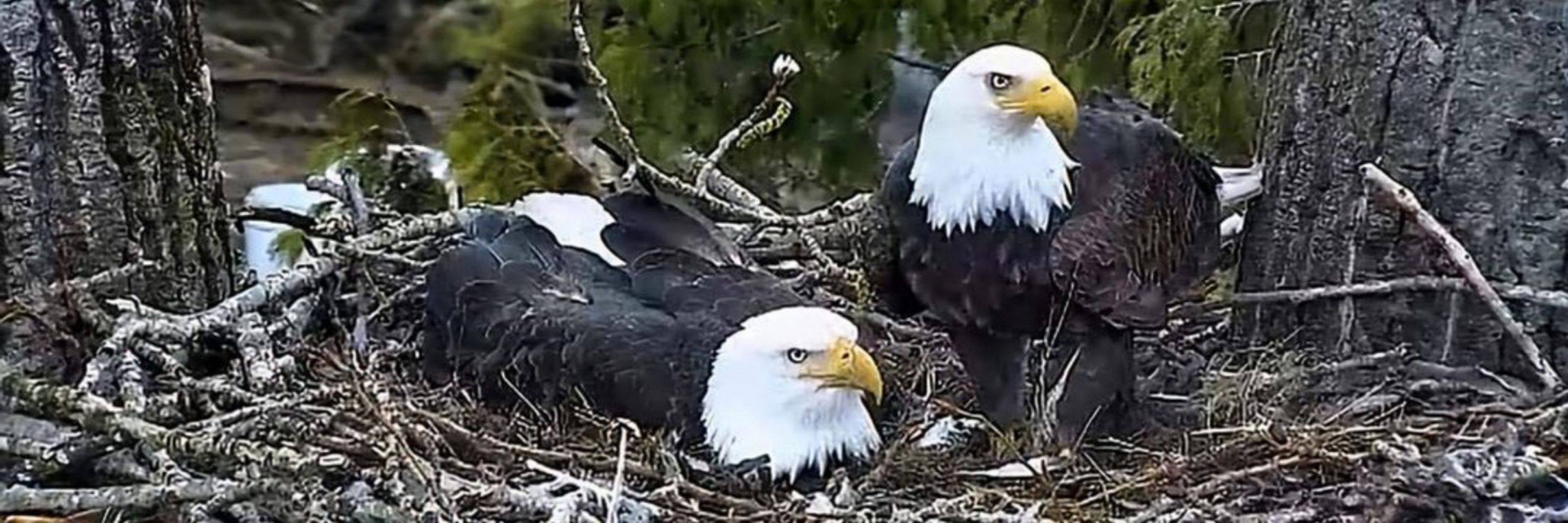 MotherofEagles