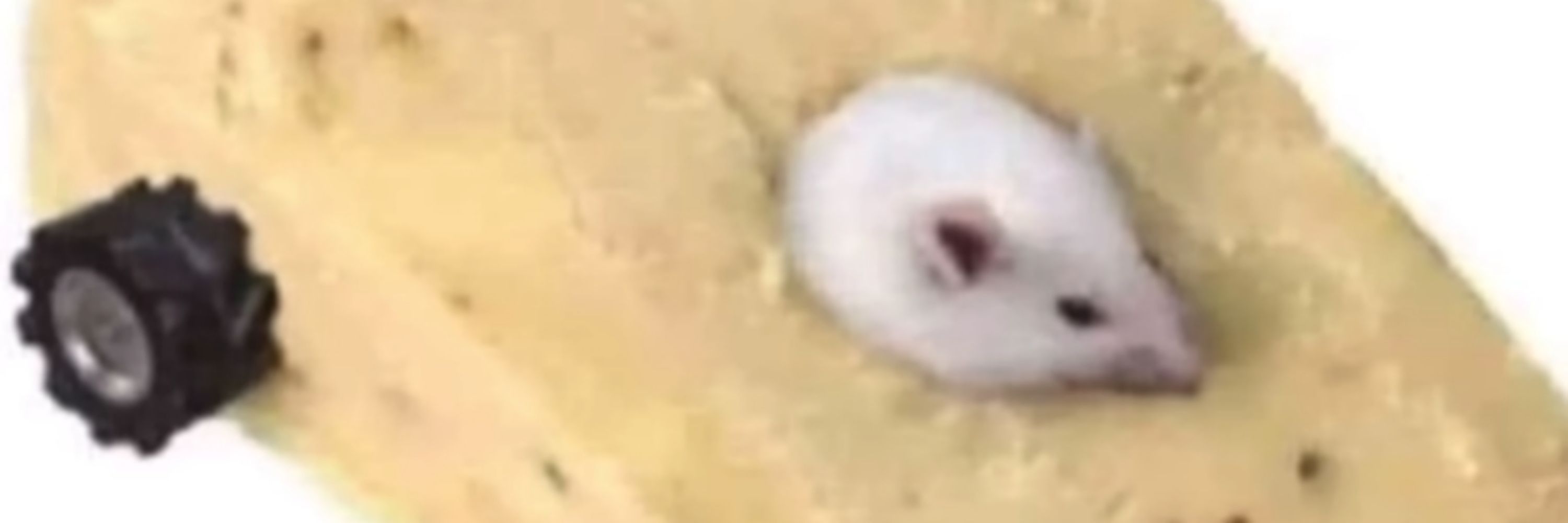 Demi the Plague Rat