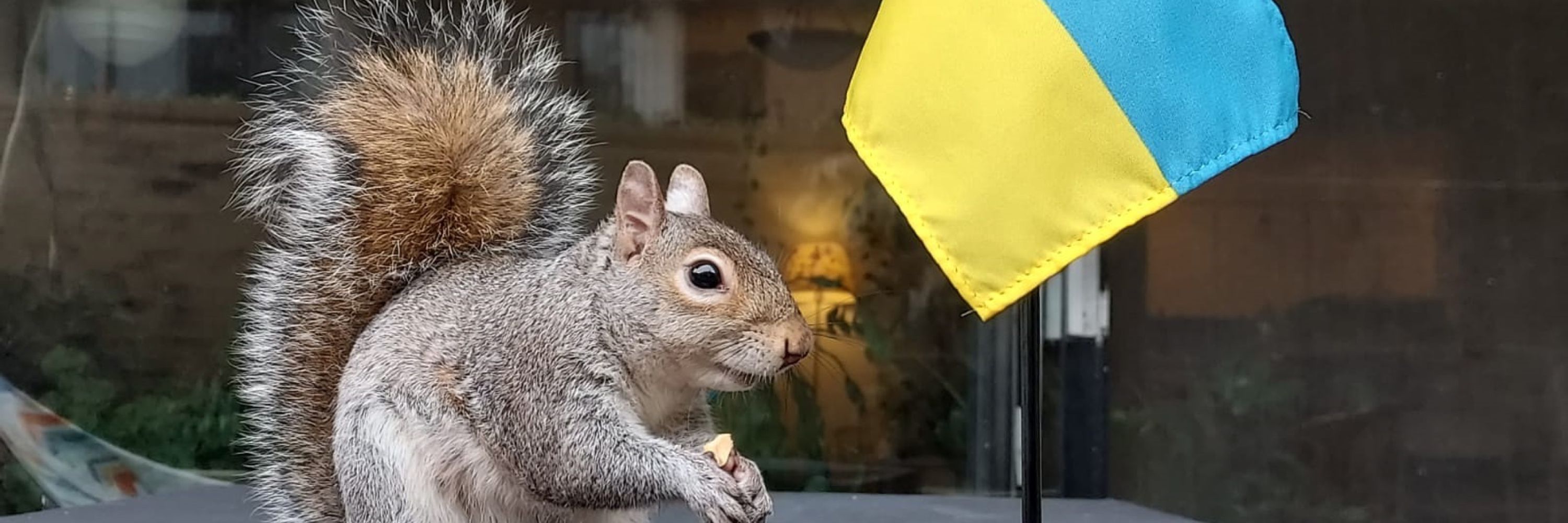 Squirrel
