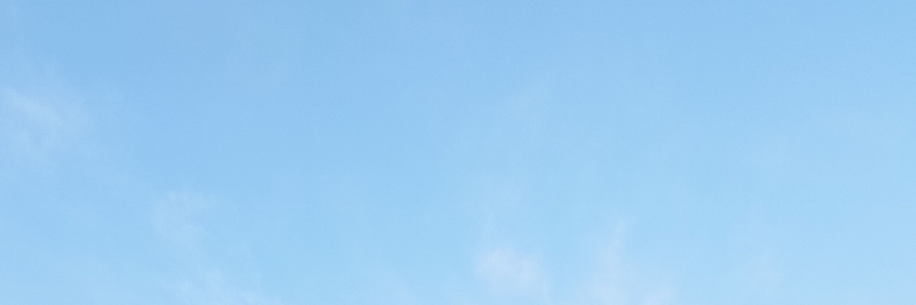 須田猫