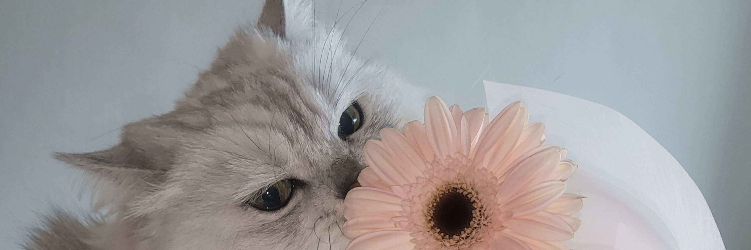 레테🐇