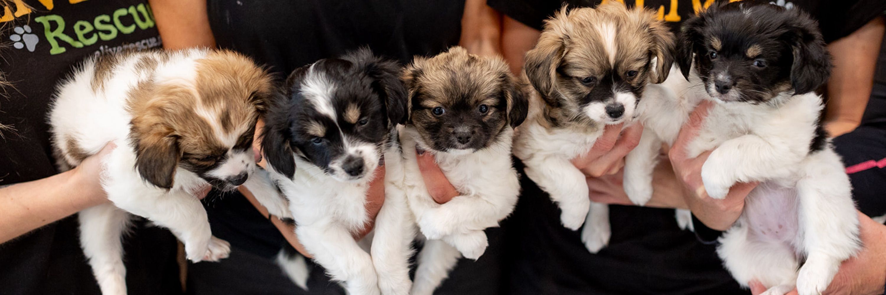 ALIVE Rescue