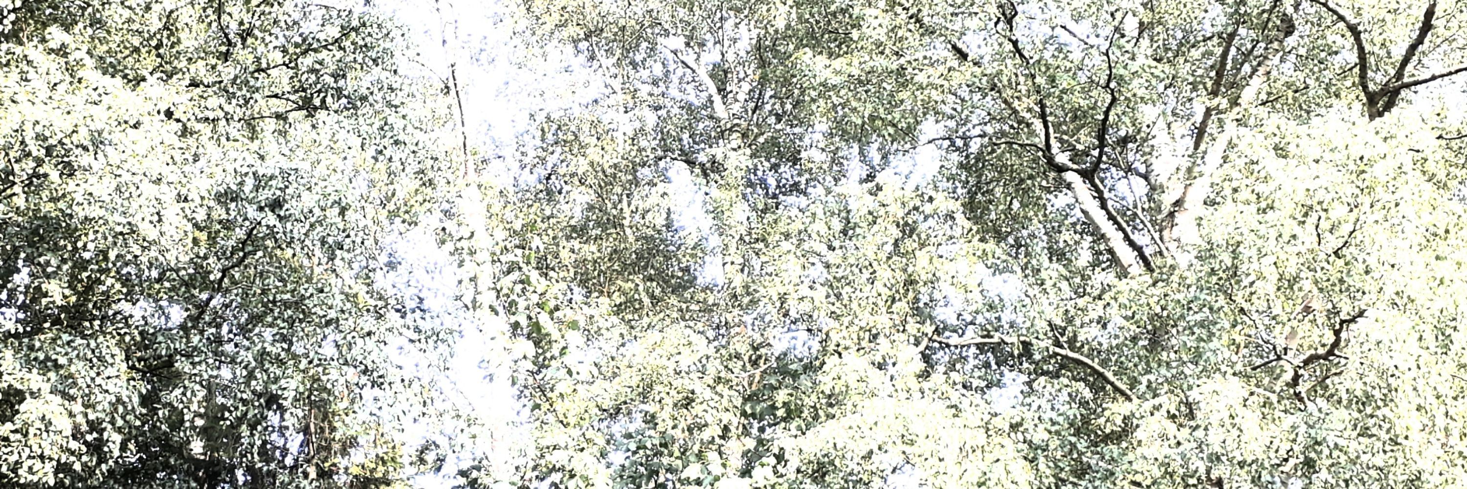 Assi