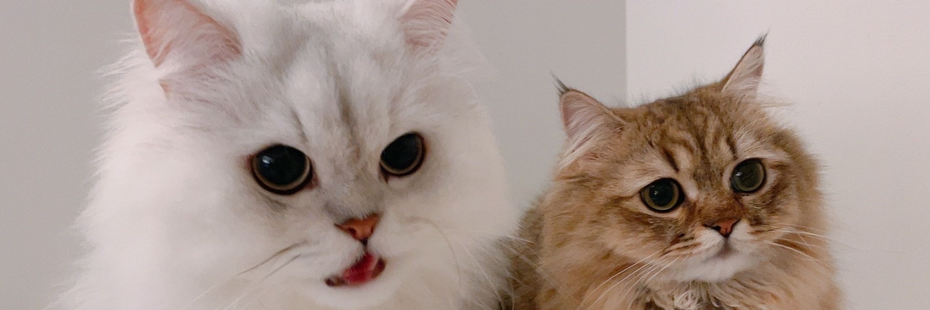 my cats🍷🐾