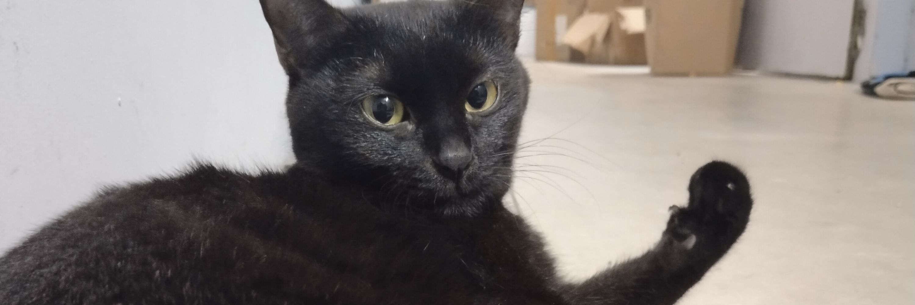 Cacao the Black Cat