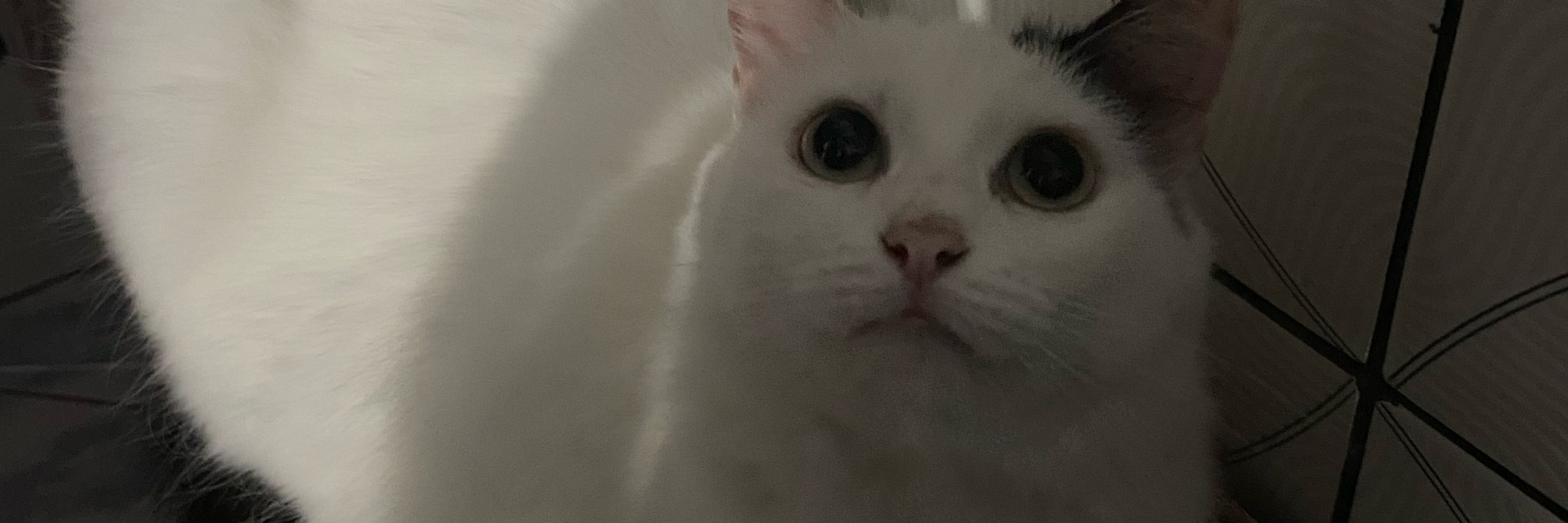 Vetê