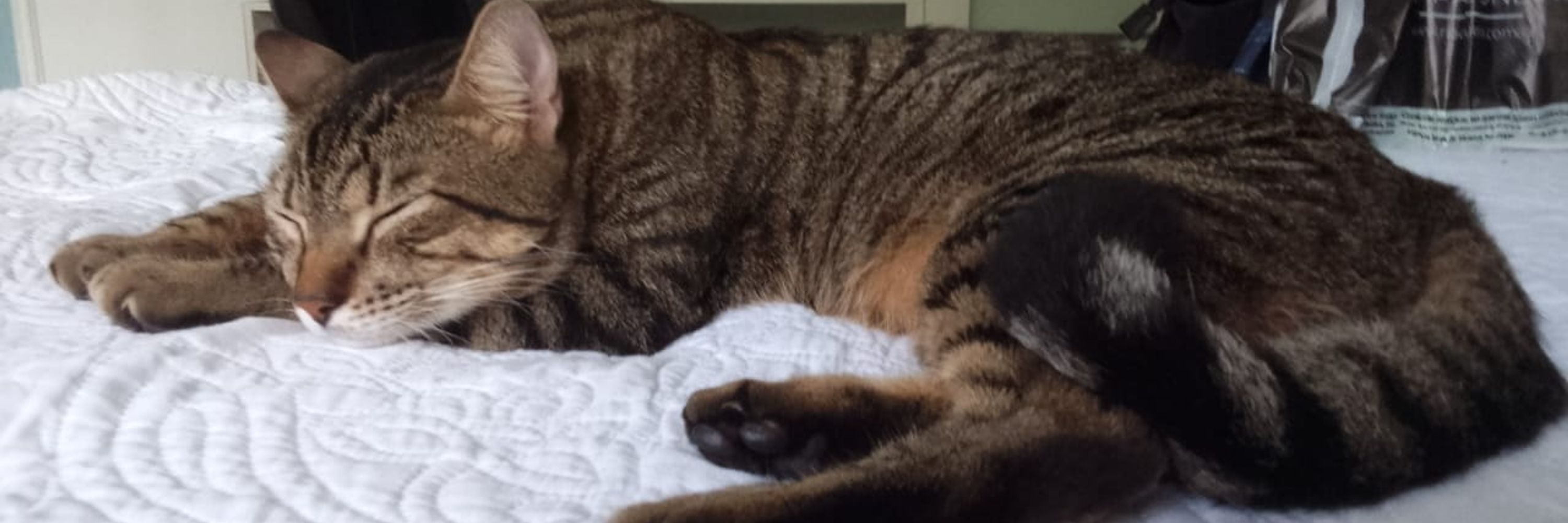 Biscoito 😺 & Bianca 👩