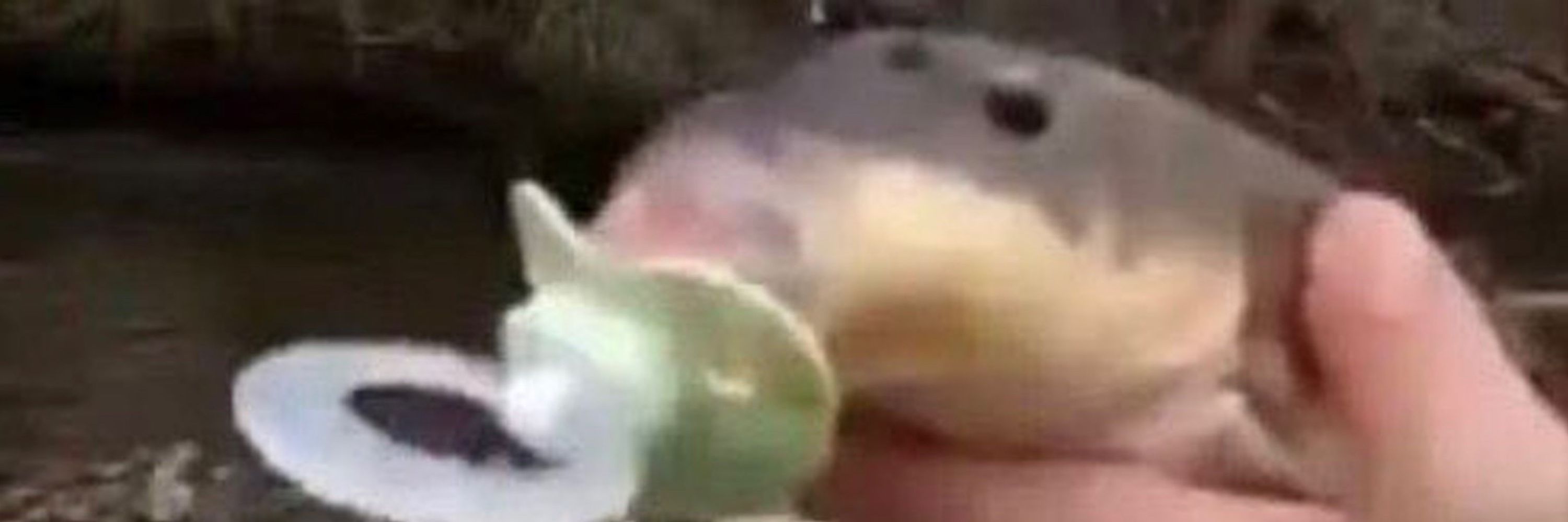 Enot slug