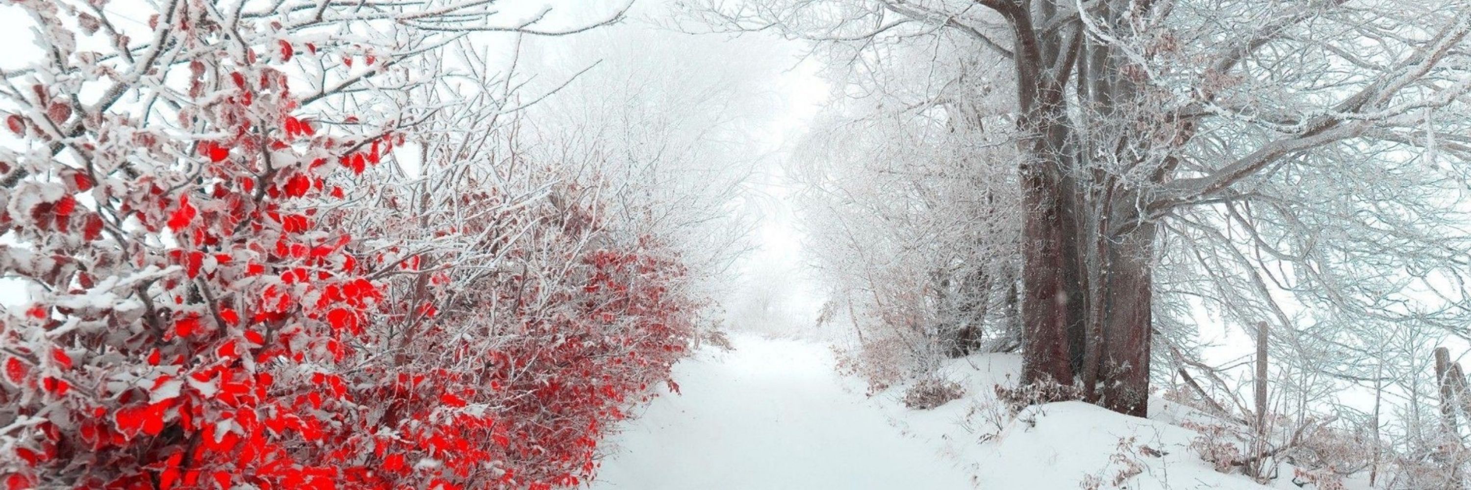 Seasnow