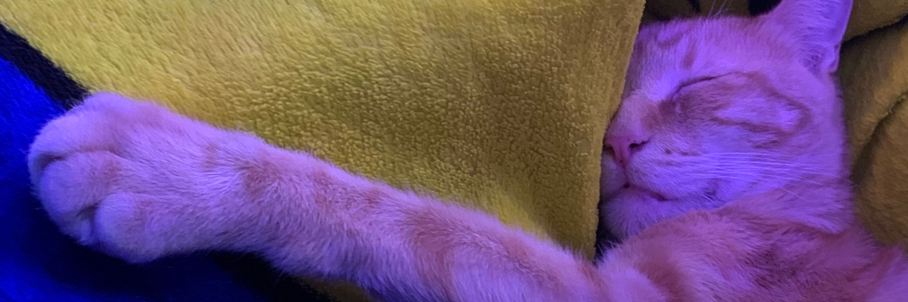 Piopuru