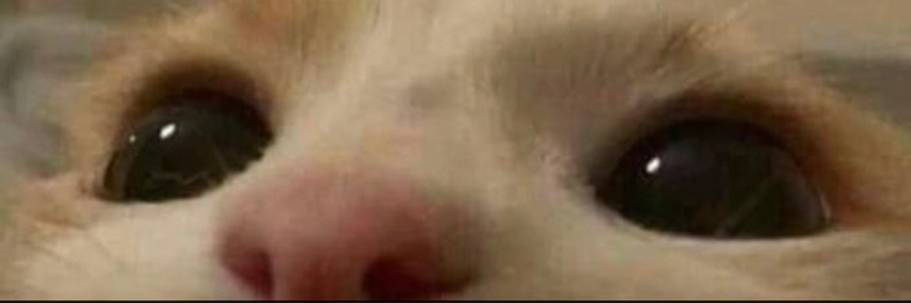 Loganolio