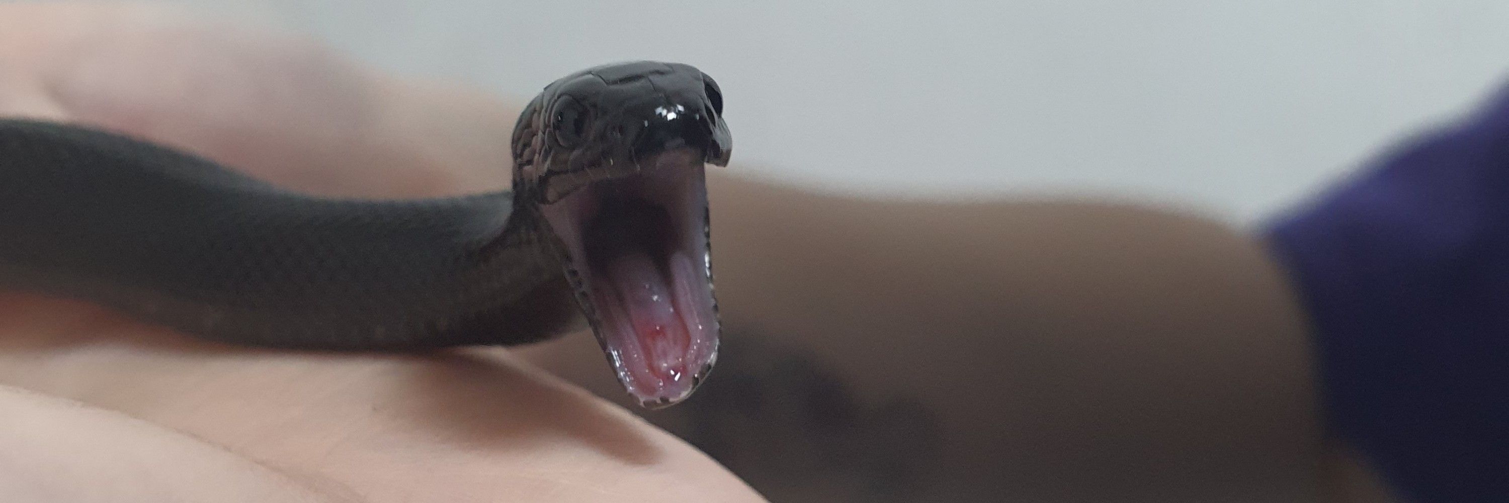 오너굴