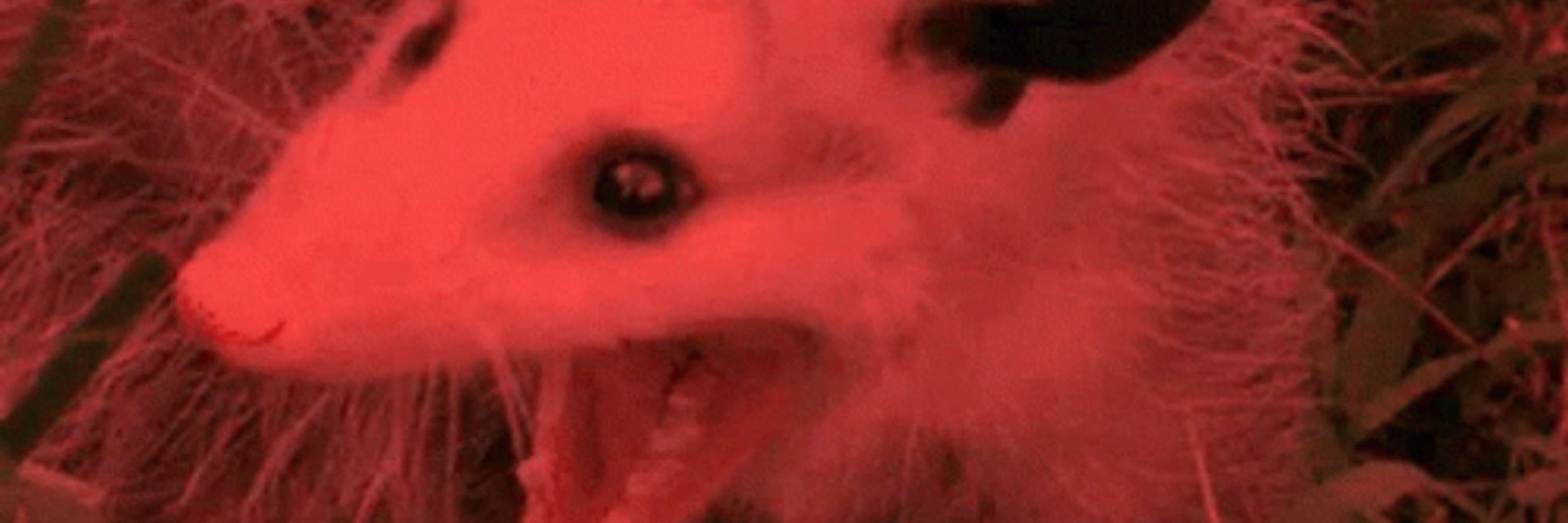 FURZERKER