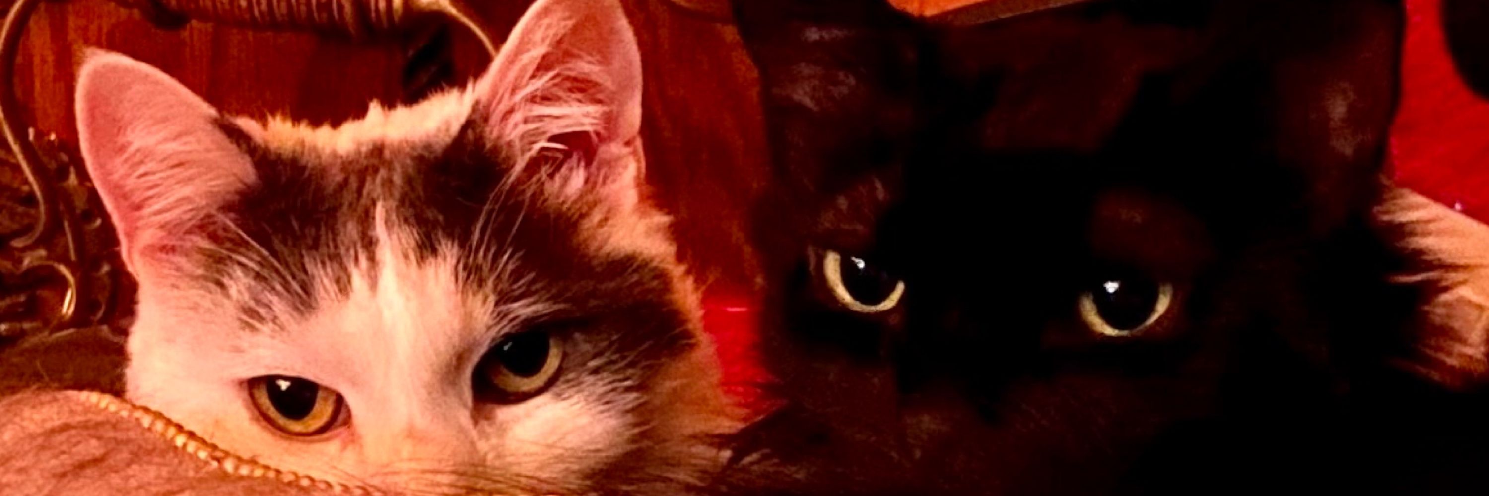 McGonagall the Cat 🌈 Robson & Ciarán