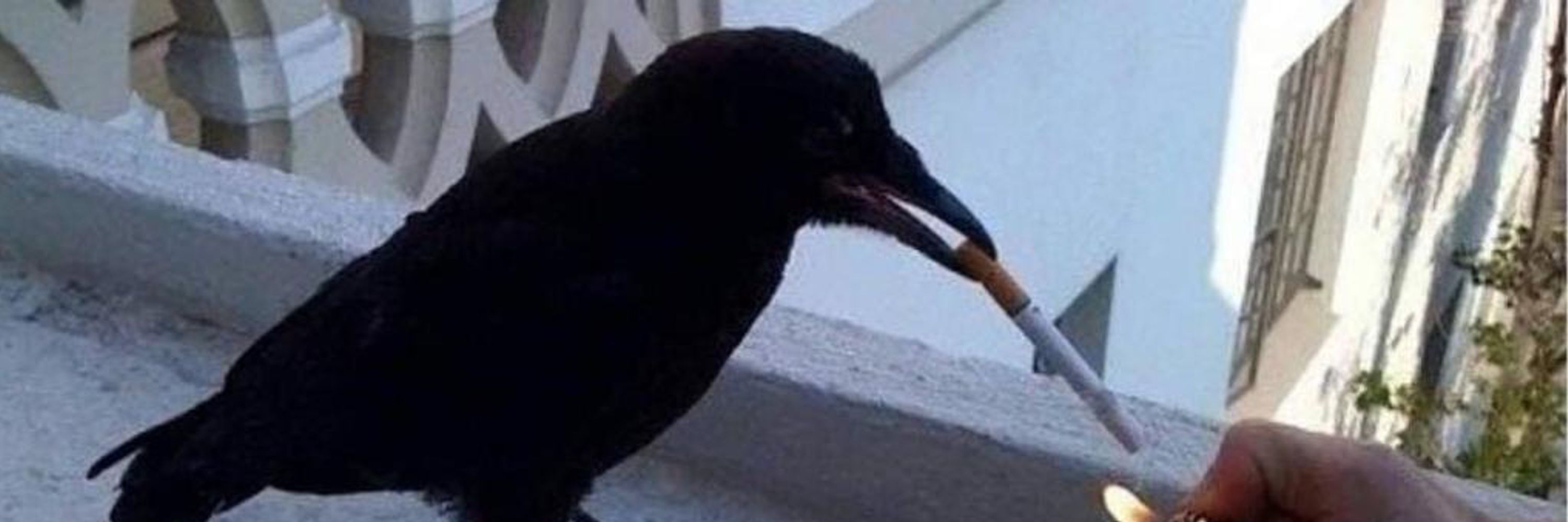 Raven