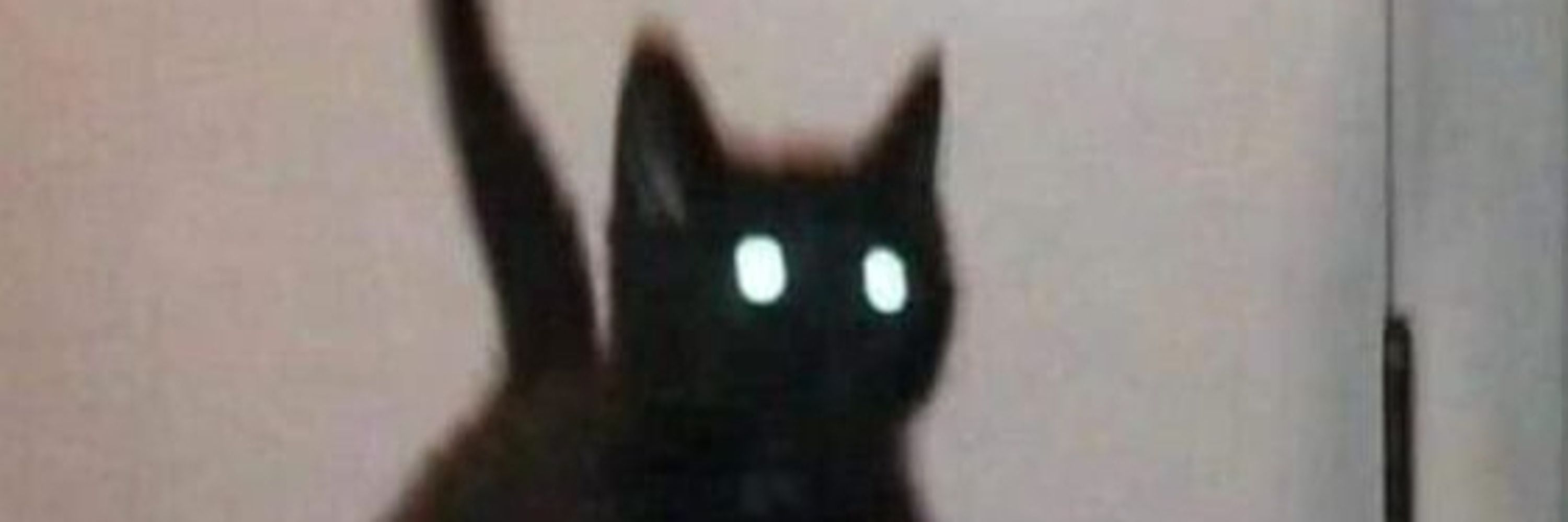 UwU Cat