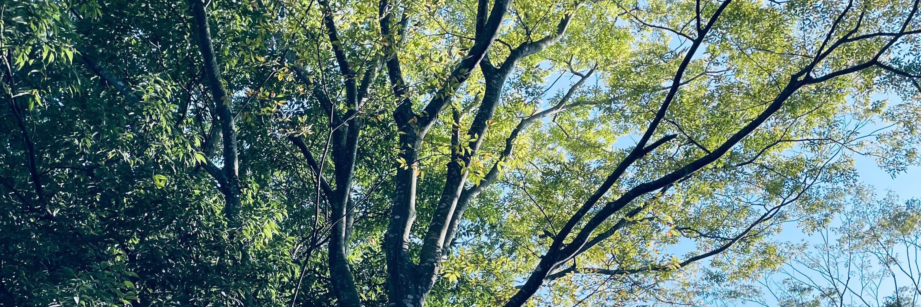 eno