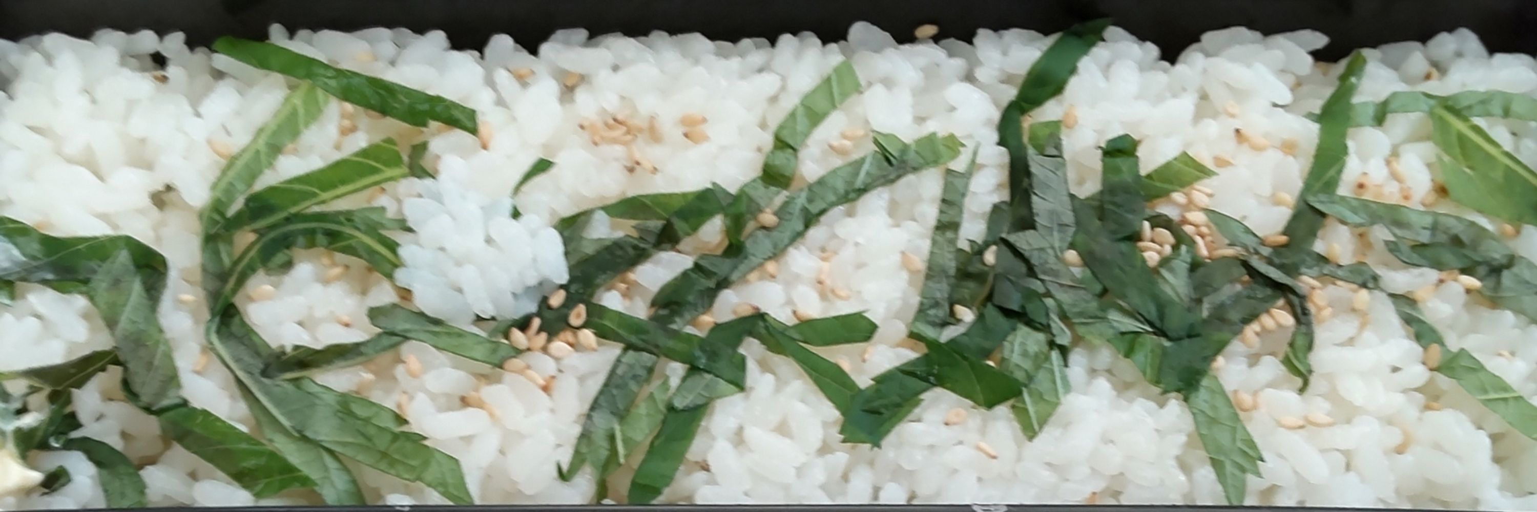 弱杉ルンゴ
