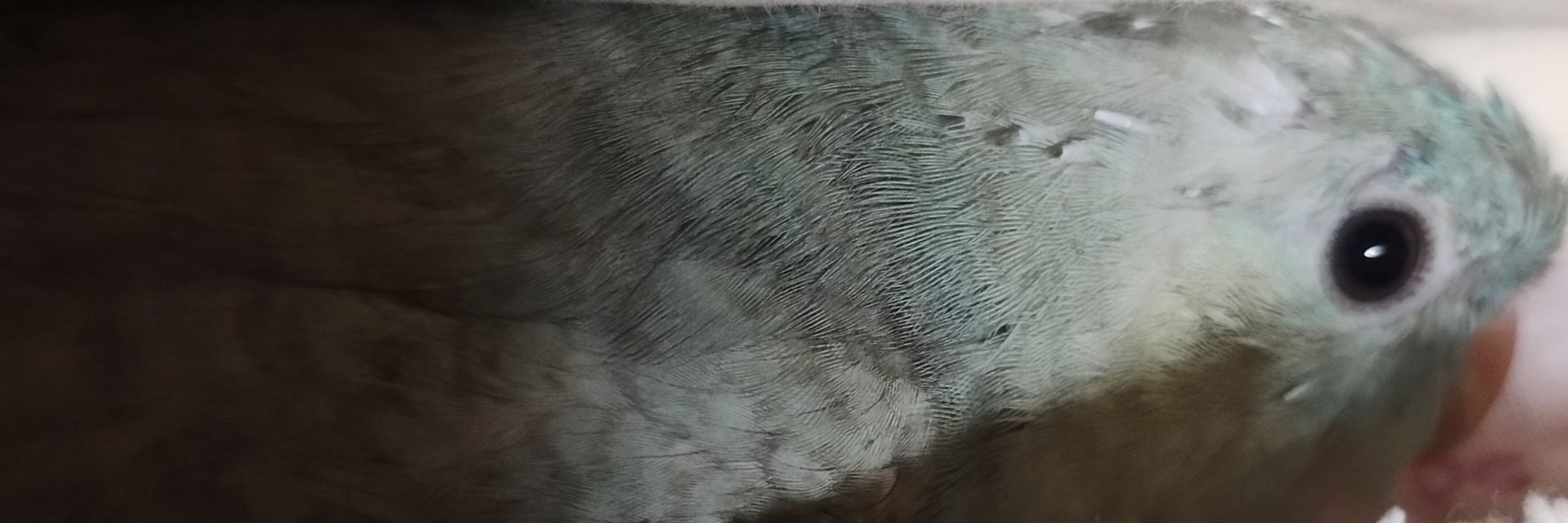 珠霰