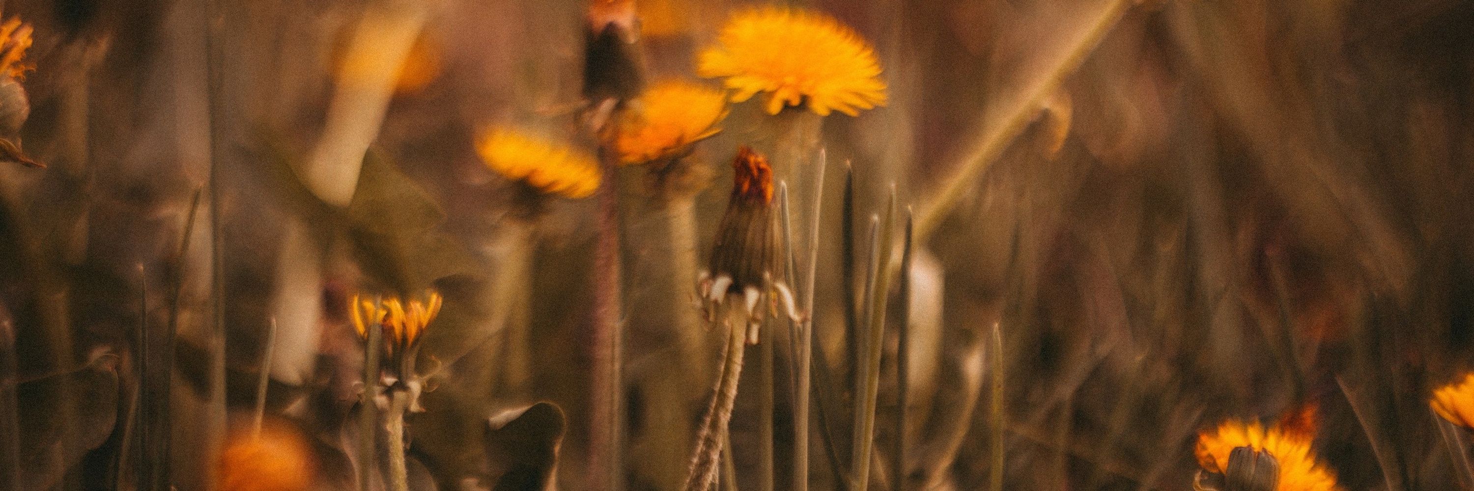 anx🌻