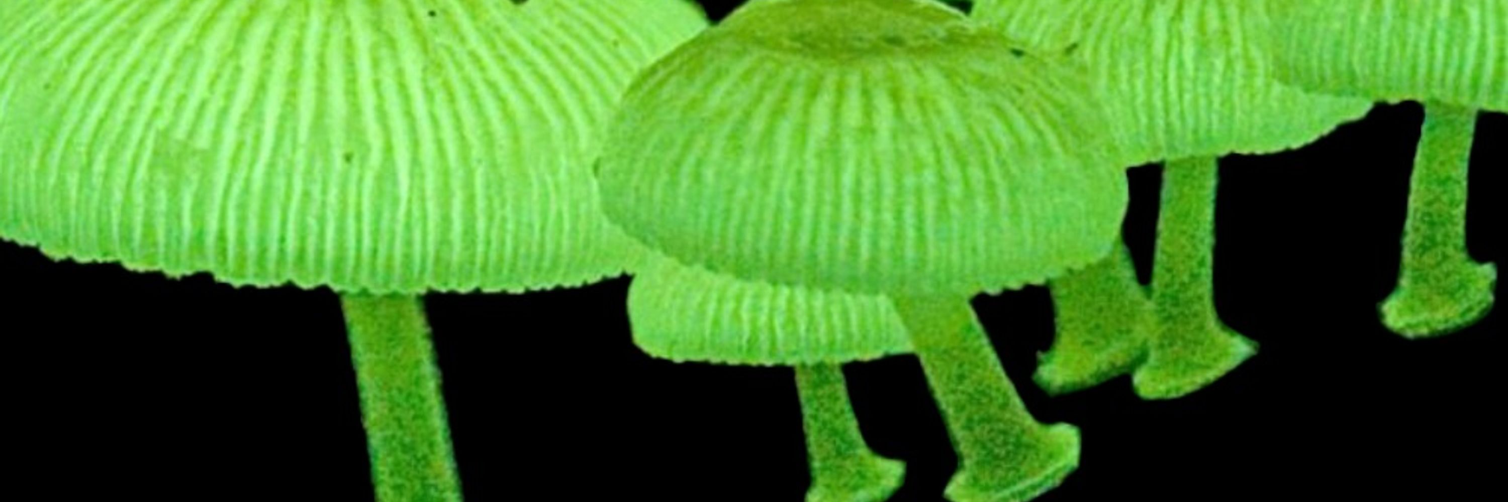 Volt