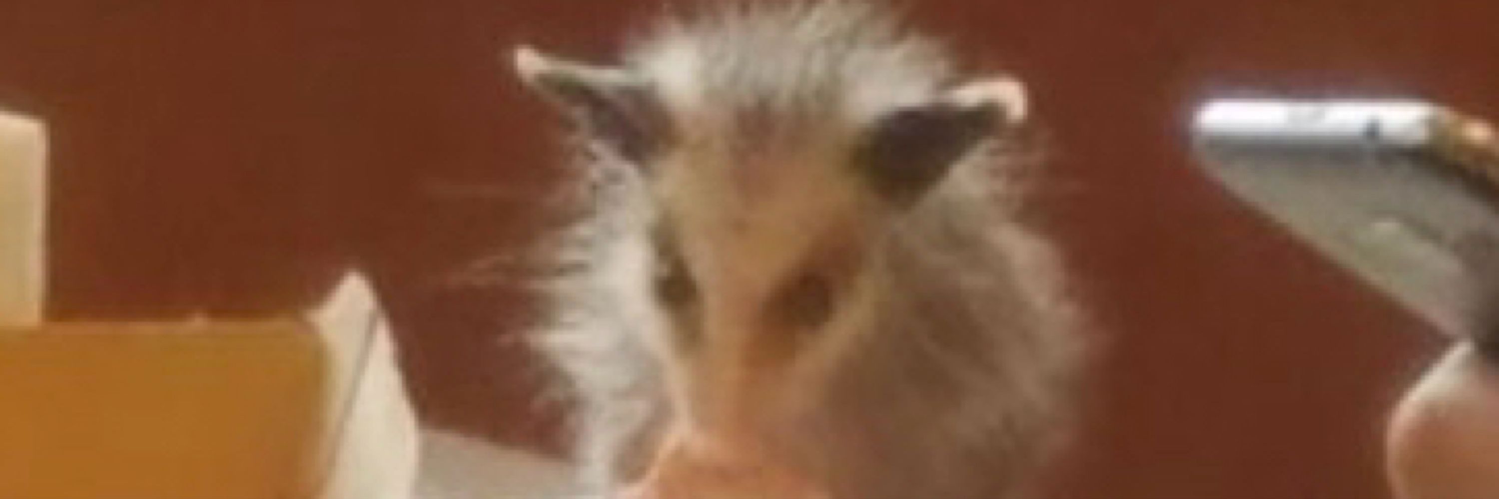 A marsupial in your trash