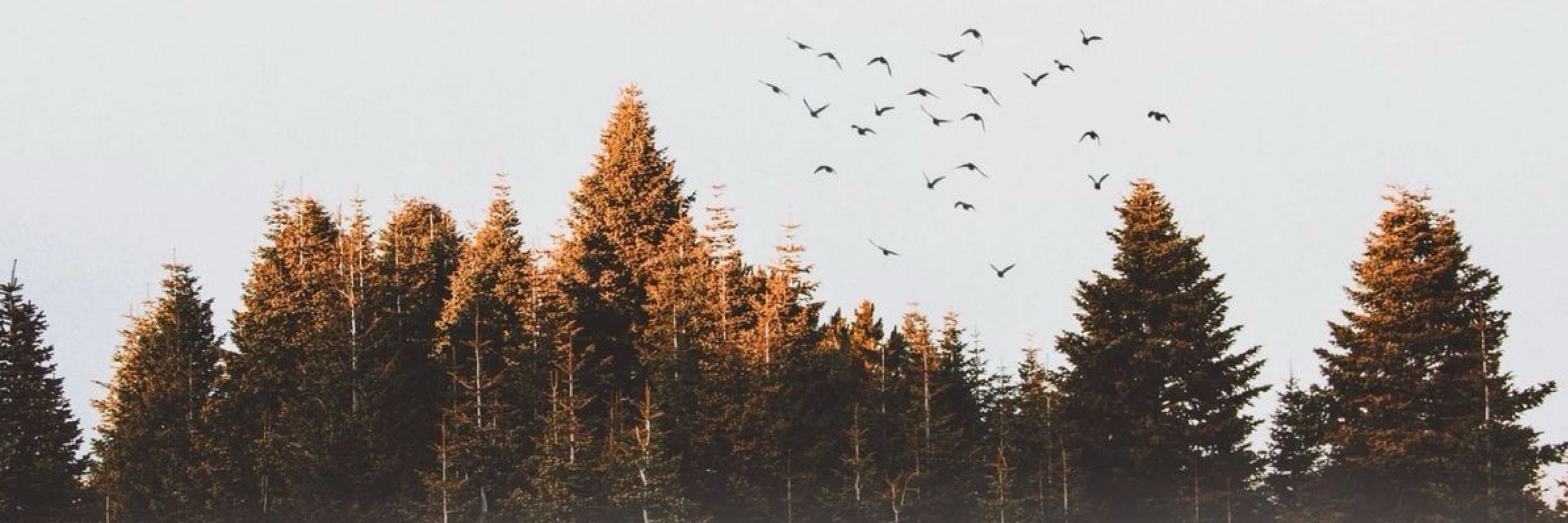 Sean 1# fan ! 🕊️