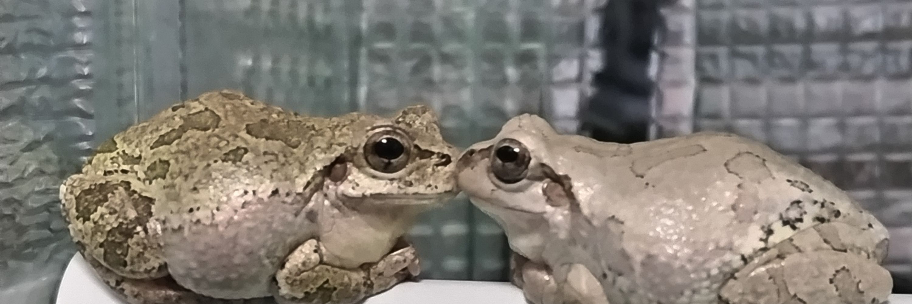 くろ