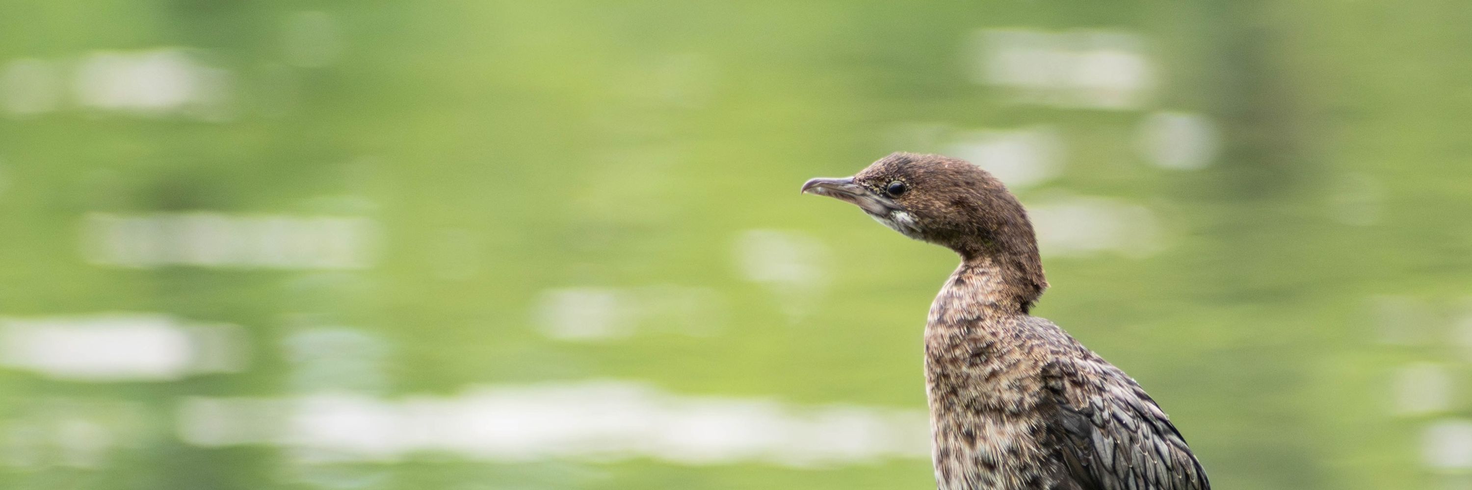 Milder Verläufer R. - Vogelfanboy