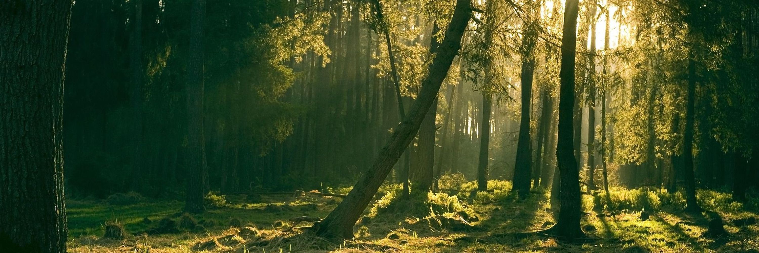 illuminAlan