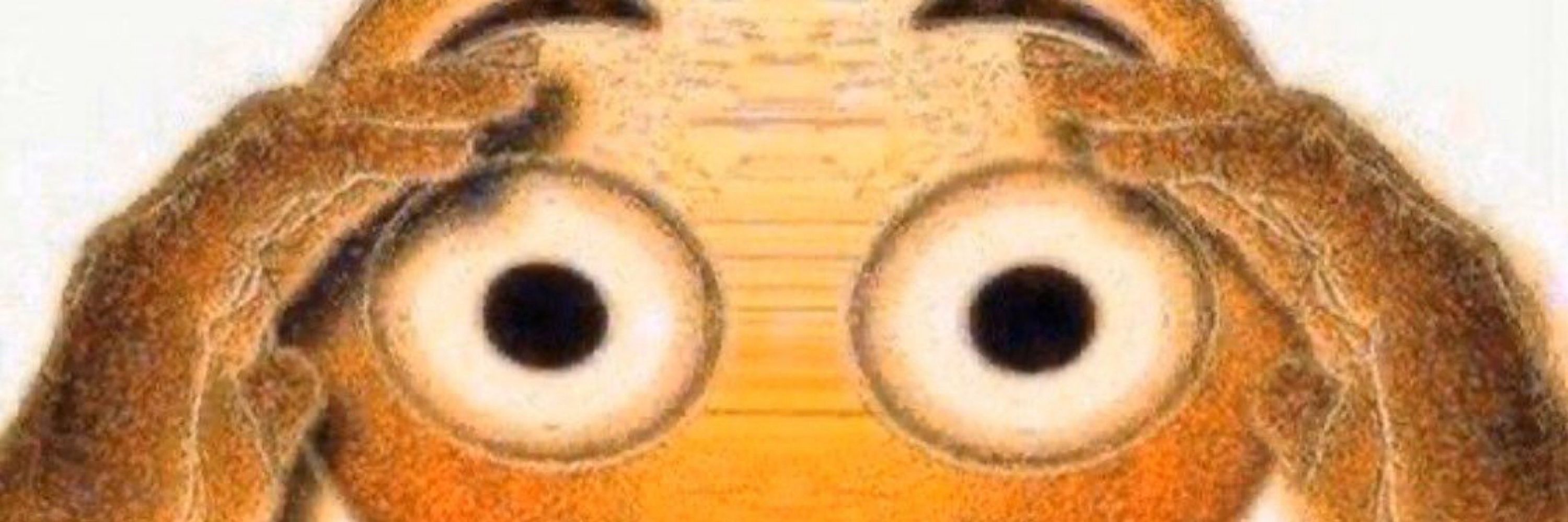 MarroMaro