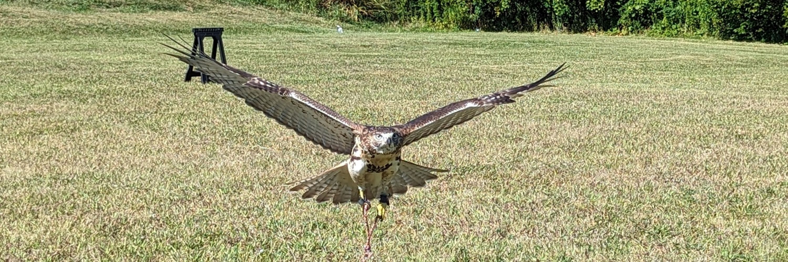 Sharpbirdz