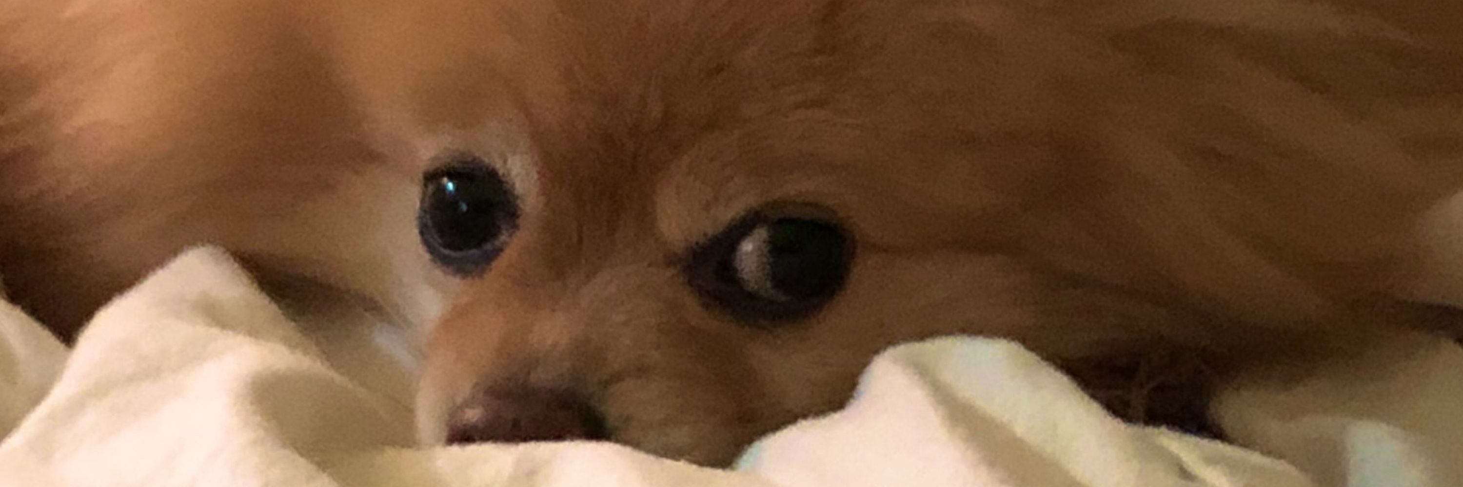 TruffleTweeter