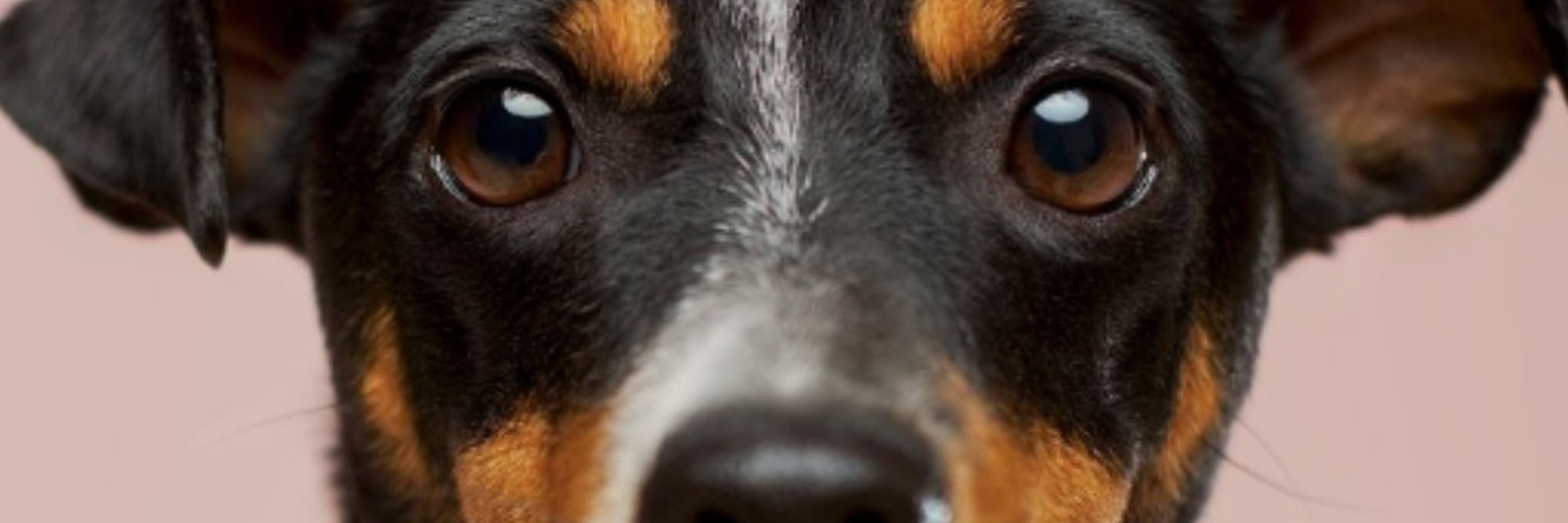 Help For Fosters