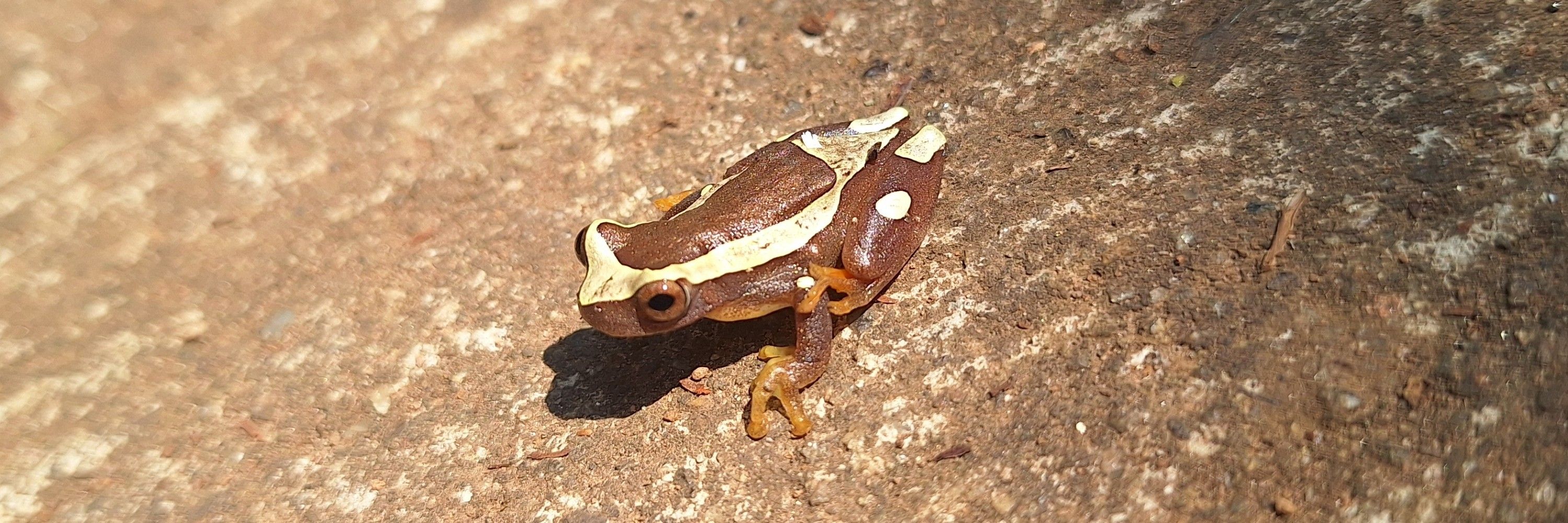 Paroan