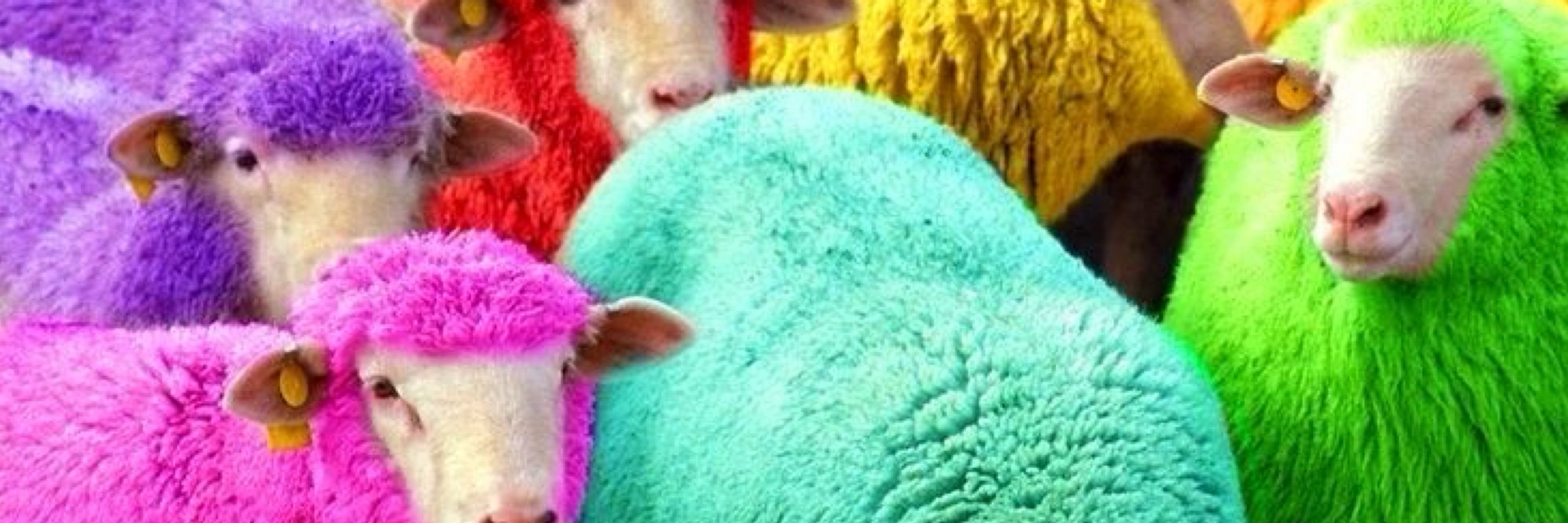 Sheep